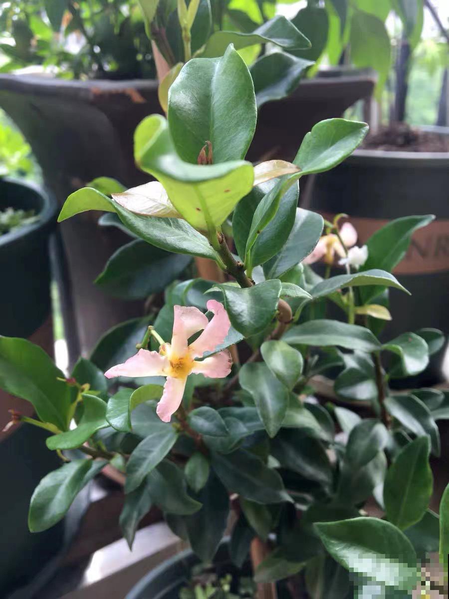 家里养盆香香花，1次开上一面墙，2年养成粉色花墙