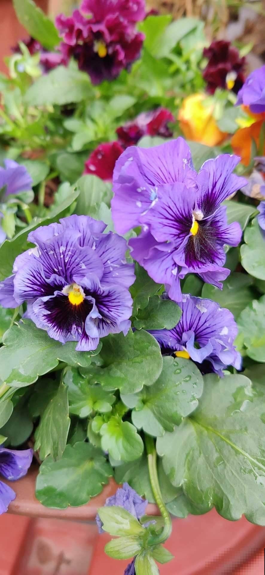 冬天养这5种花,越冷越开花,适合室内养护 冬天养这5种花,越冷越开花,适合室内养护