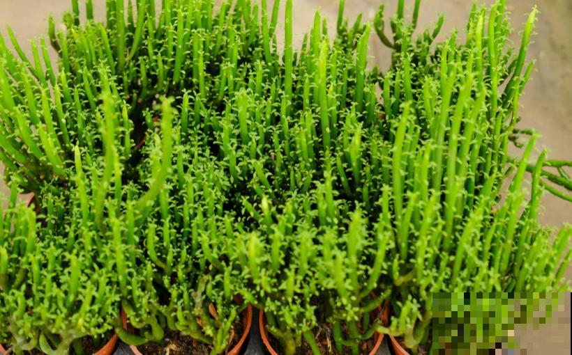 光棍树不好惹，白色液体碰不得，要小心！