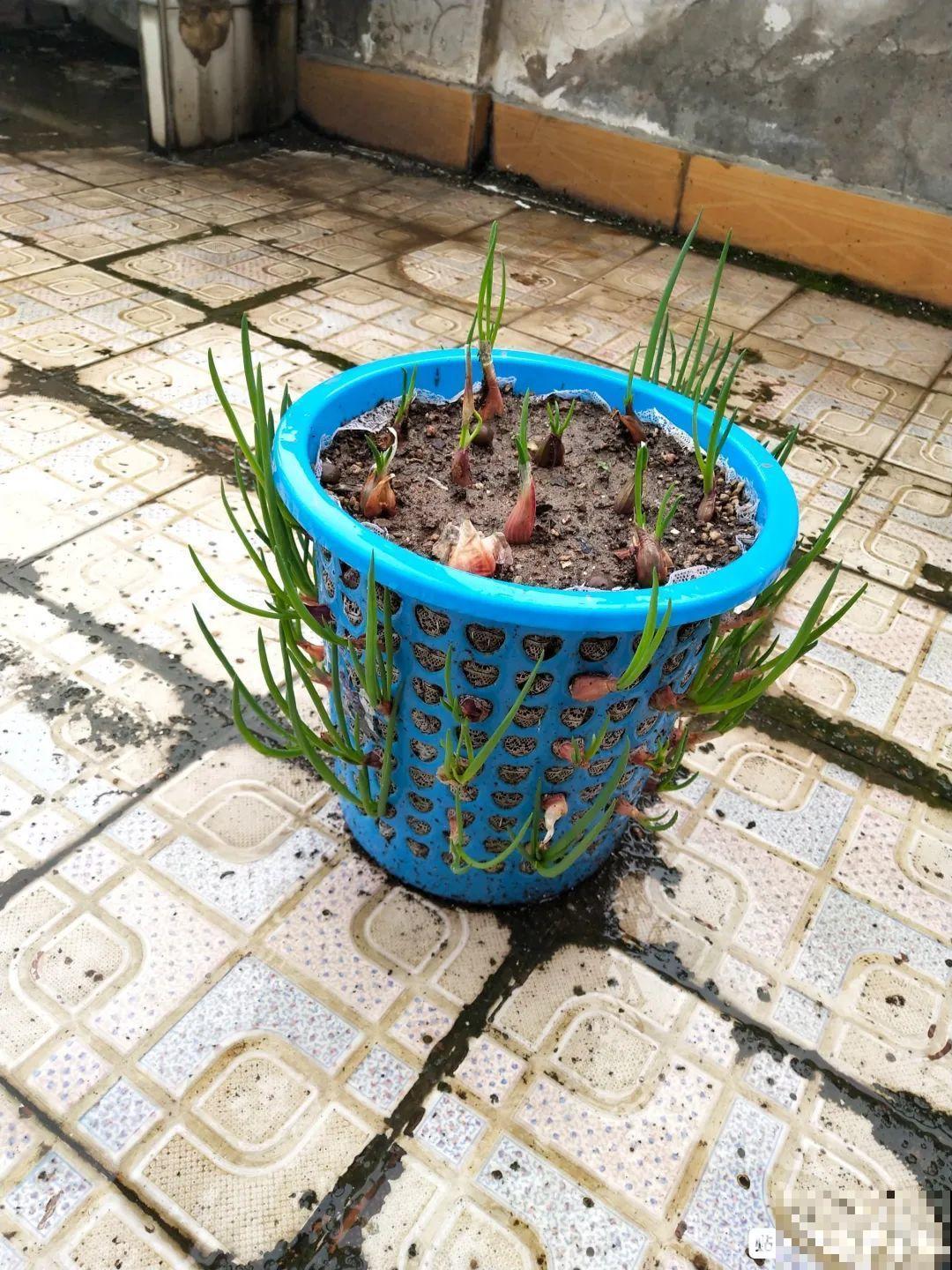 垃圾桶也能养花，扦插种菜样样行，省了不少买盆钱