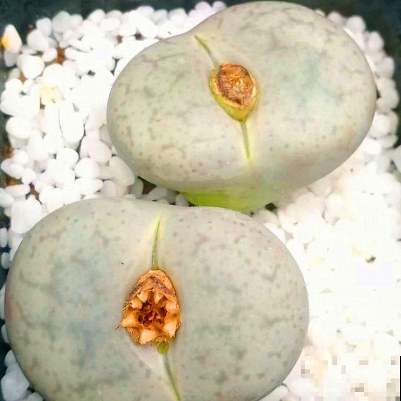 这5种多肉爱开花,花朵还极美,没见过亏大了! 这5种多肉爱开花,花朵还极美,没见过亏大了!