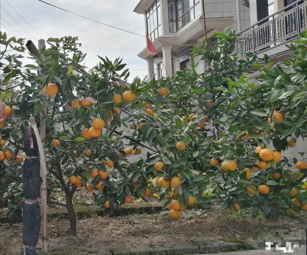 现在开始埋冬肥了,月季补一补,明年满枝爆花! 现在开始埋冬肥了,月季补一补,明年满枝爆花!