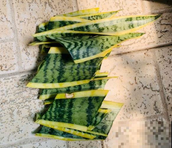 养这几种花,摘下一片叶就能扦插,变成一整盆! 养这几种花,摘下一片叶就能扦插,变成一整盆!