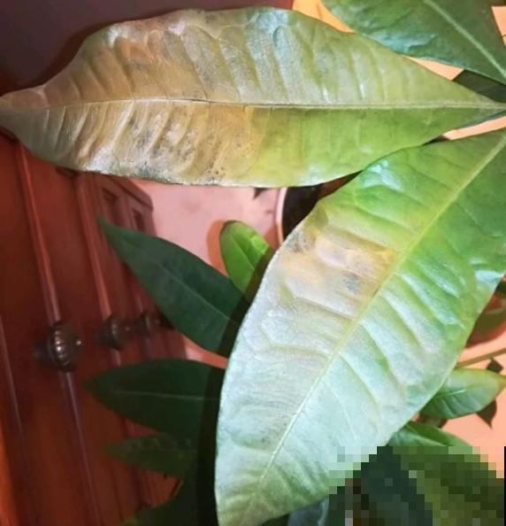 叶子发黄不用愁，这么做就能改善，越长越漂亮！