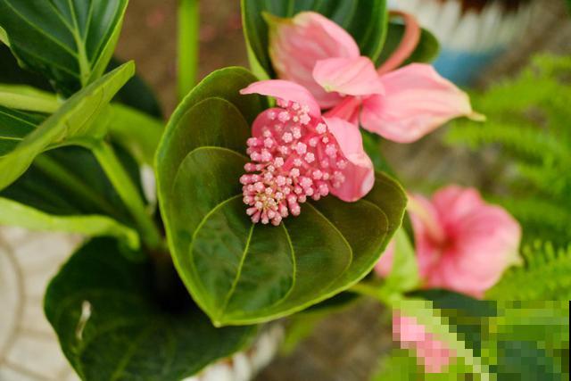 花中贵妇宝莲灯,娇气不好养,但是气质特高雅 花中贵妇宝莲灯,娇气不好养,但是气质特高雅