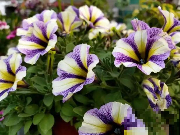 家里养盆矮牵牛，狠心掐一掐，开花更易爆盆