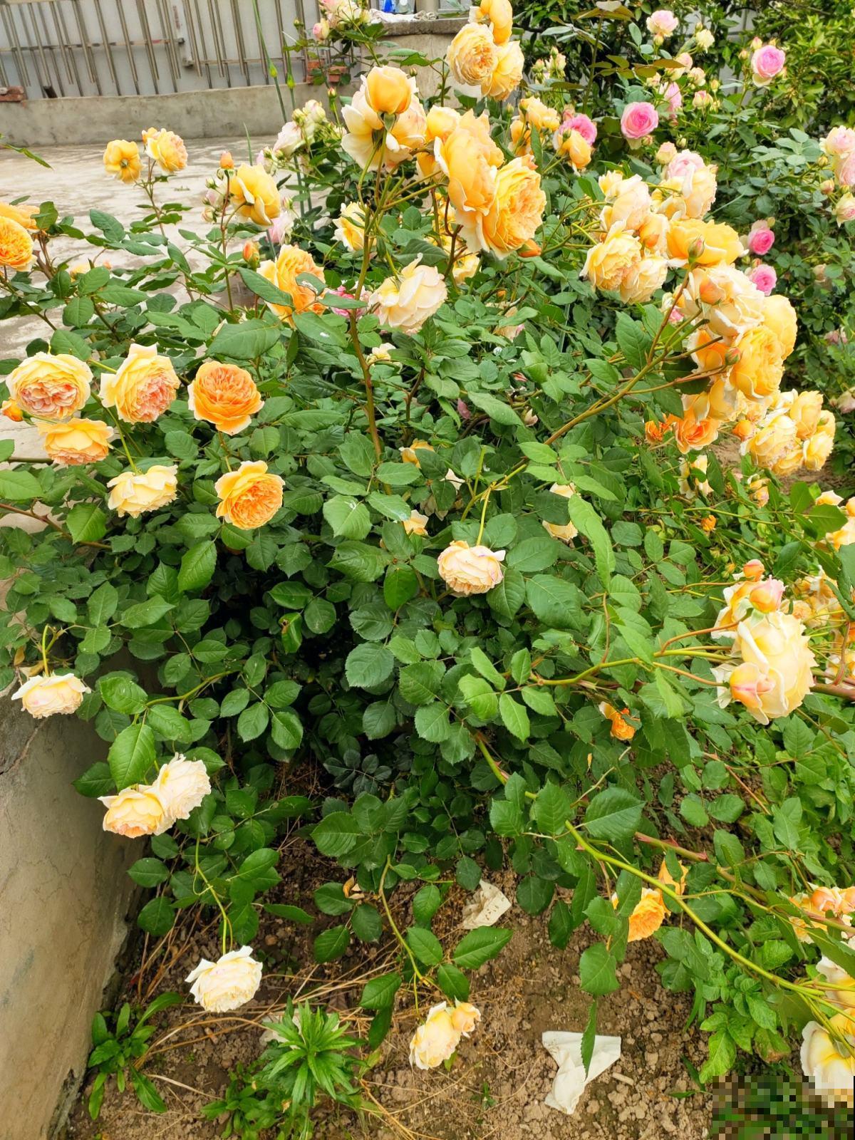 3种花选择一种,养好了阳台也能变花园,新手也能养! 3种花选择一种,养好了阳台也能变花园,新手也能养!