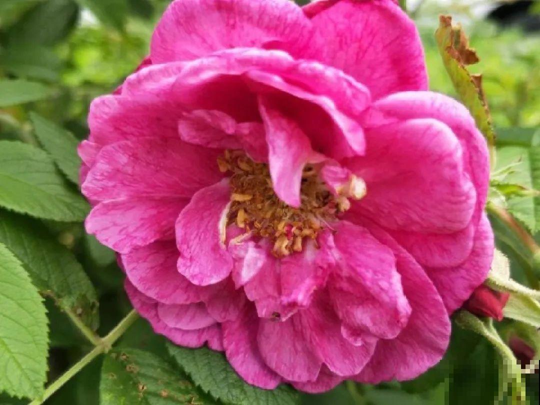 你在哪个城市，最适合养的花就是它！