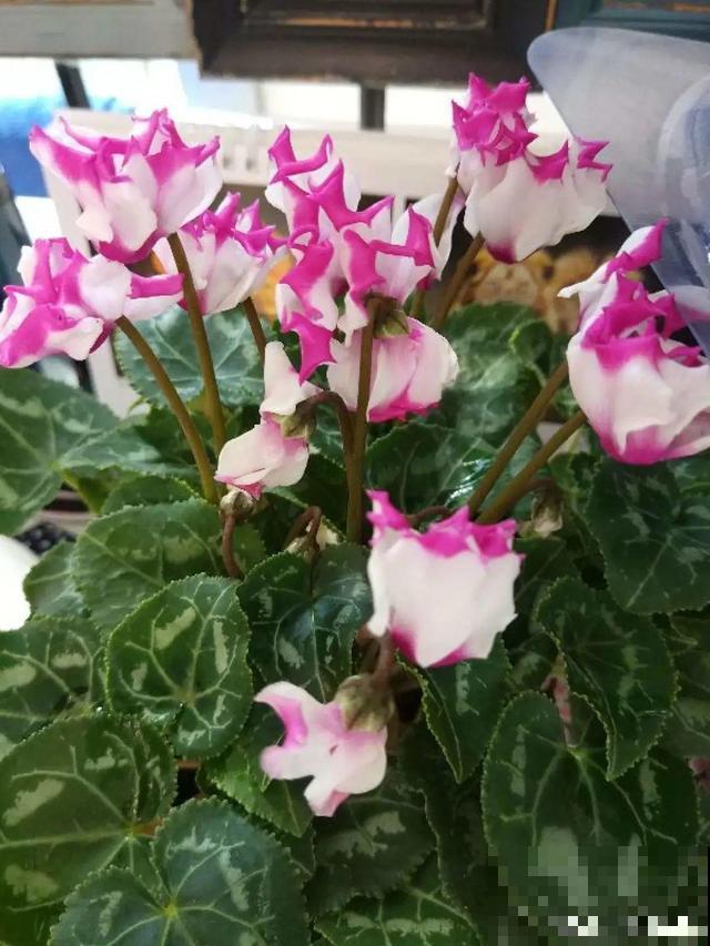 这花最娇气，叶子一喷水，立马就烂了！