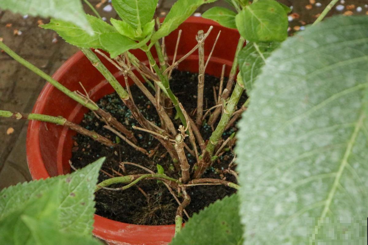 3种花冬天会“假死”，千万别丢掉，明天春天照样活！