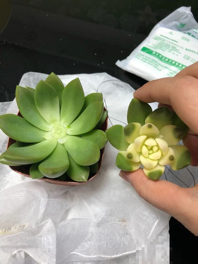 买的花总不活，秘密全在花盆里，搬起来看看才知道