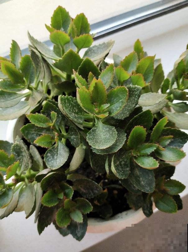 冬天养花,记住这7个要点,安全过冬没问题 冬天养花,记住这7个要点,安全过冬没问题