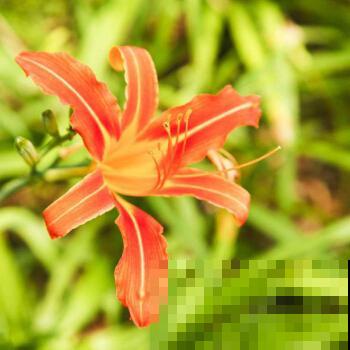 黄花菜不能吃？错了！很有可能你是把它们俩弄混了！