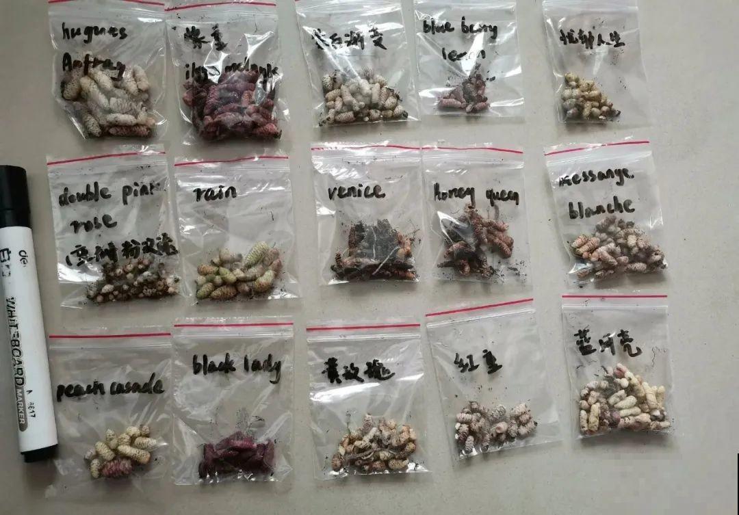 花盆里挖出一堆“蚕”，原来还能吃，味道清脆爽口