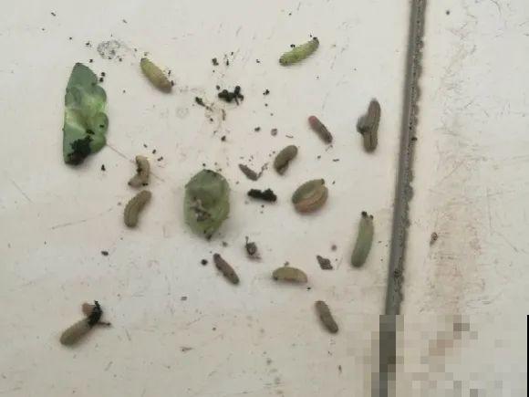 虫子再不杀，花都要死了，活不过今年！