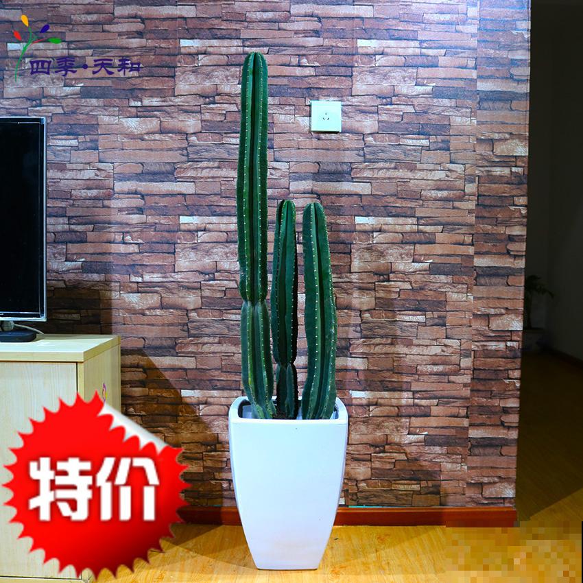 4种镇宅花，长得丑但是超有安全感，养在家里很安心