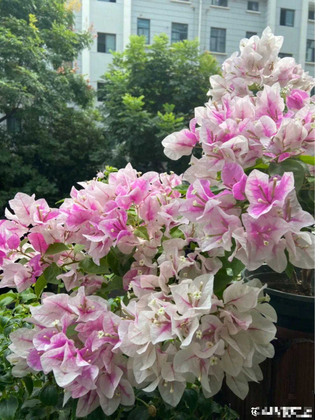 十一赏花图谱，看了啥花都认识，不用问别人！