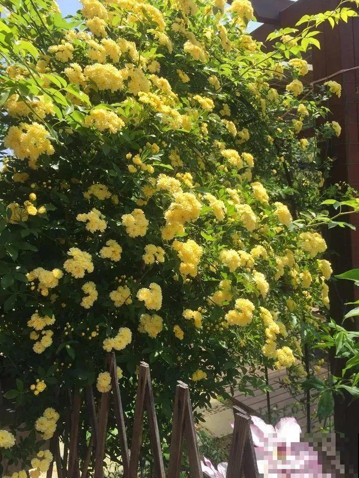 特欠剪的花,越剪越好看,花开不断! 特欠剪的花,越剪越好看,花开不断!