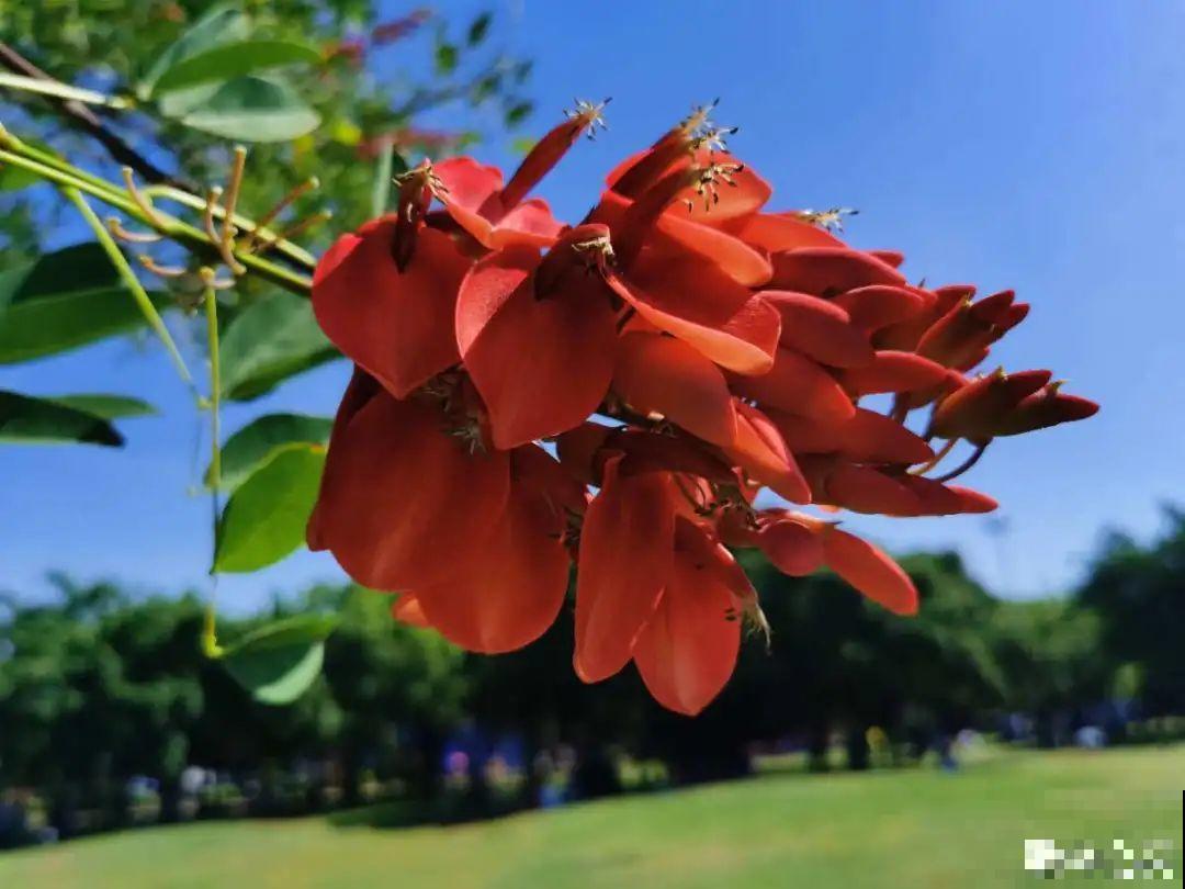 你在哪个城市，最适合养的花就是它！