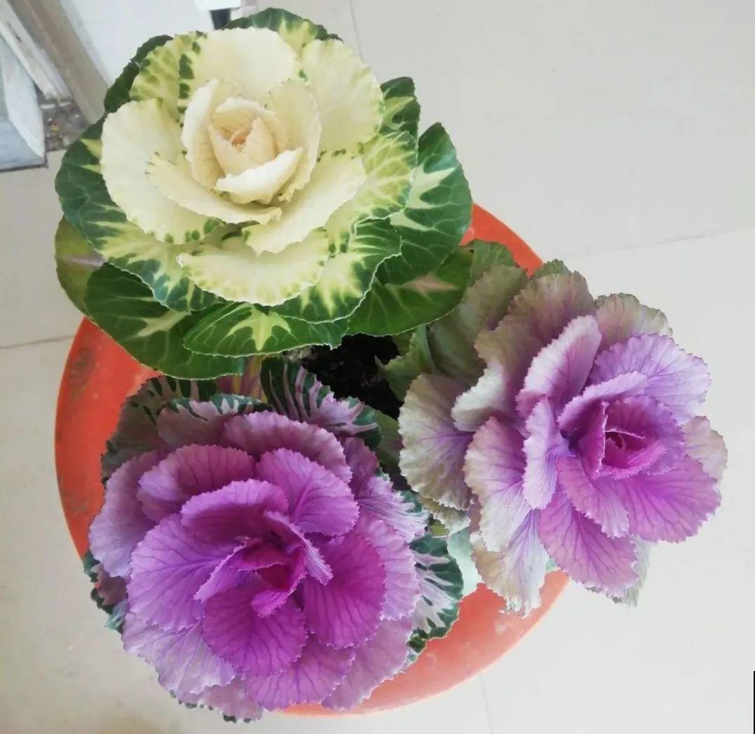 20种花特耐寒，放外面冻一冻，开花更多