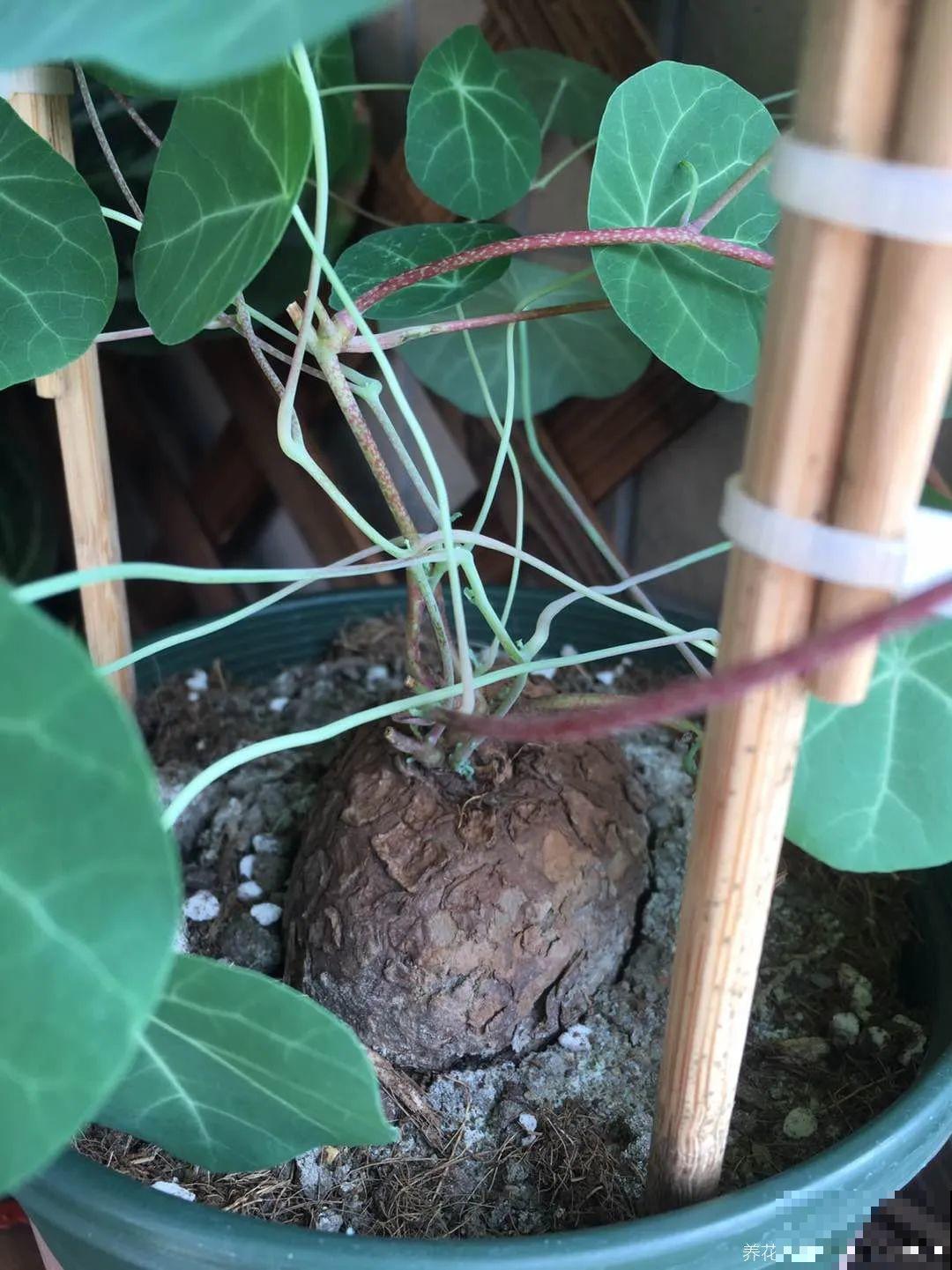 6种花特耐寒，断水两个月，也能正常生长