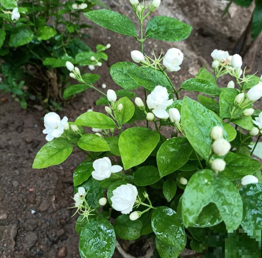 这种茉莉不能买，疯狂掉花苞，再便宜也不要！