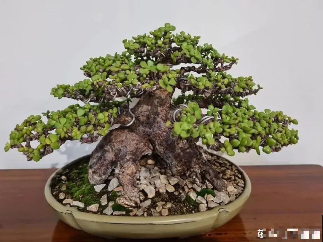 4种花养成老桩，价格能翻好几倍，开花也更多