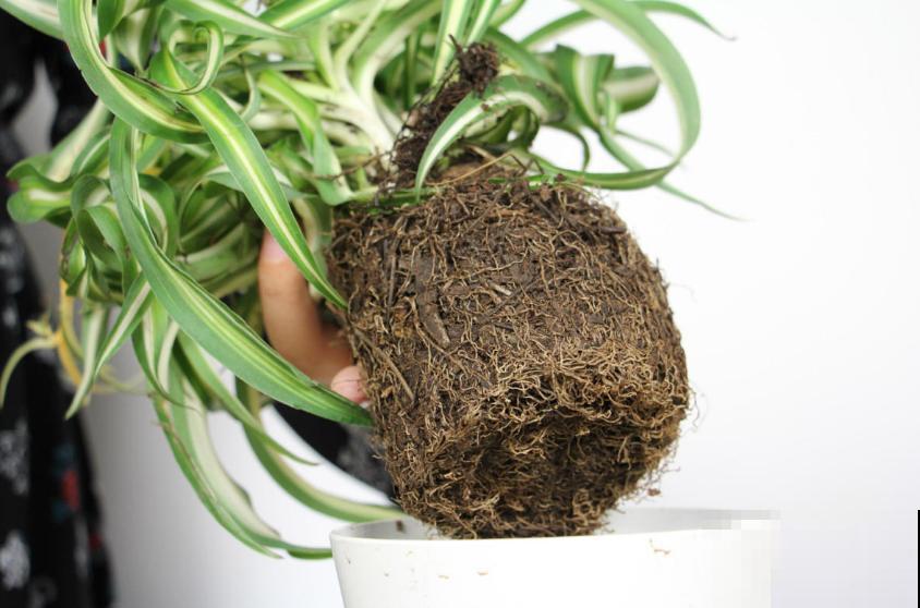 家里养盆卷叶吊兰,叶片卷曲似法国女郎,太迷人! 家里养盆卷叶吊兰,叶片卷曲似法国女郎,太迷人!