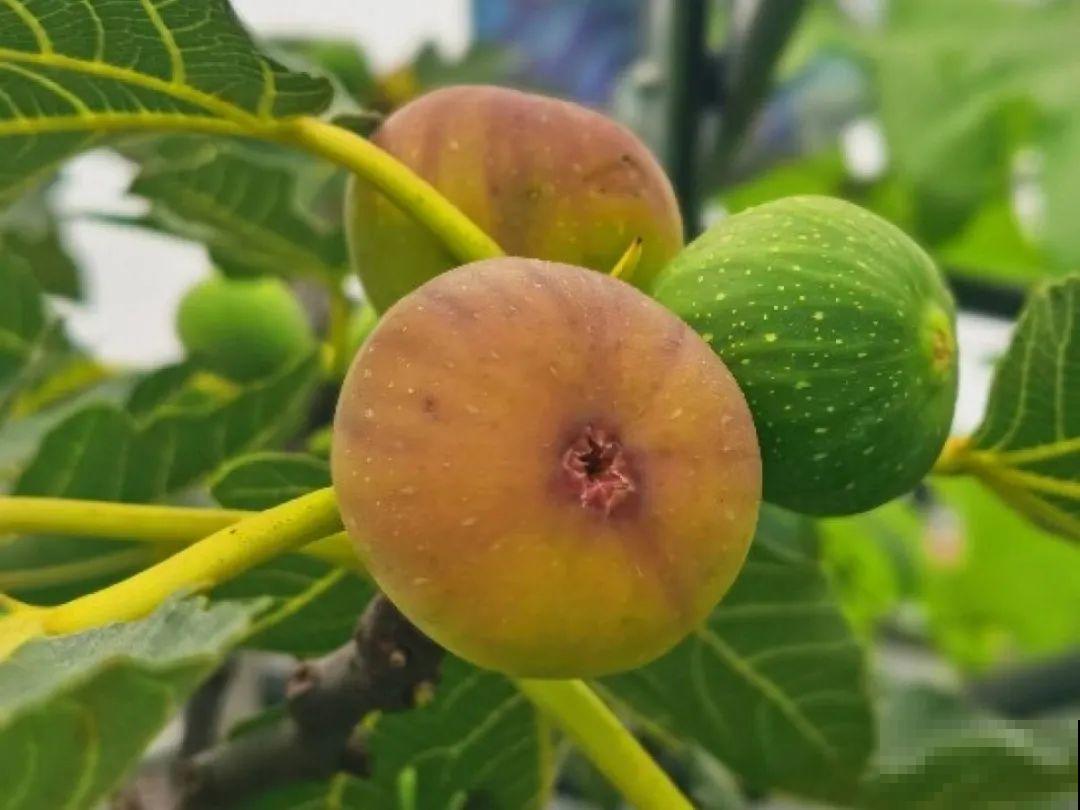 现在开始埋冬肥了,月季补一补,明年满枝爆花! 现在开始埋冬肥了,月季补一补,明年满枝爆花!