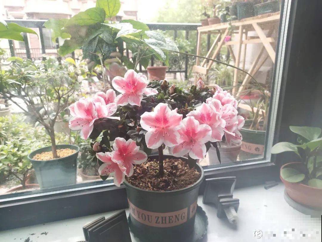 天凉了，9种花不能修剪，剪了以后不开花！