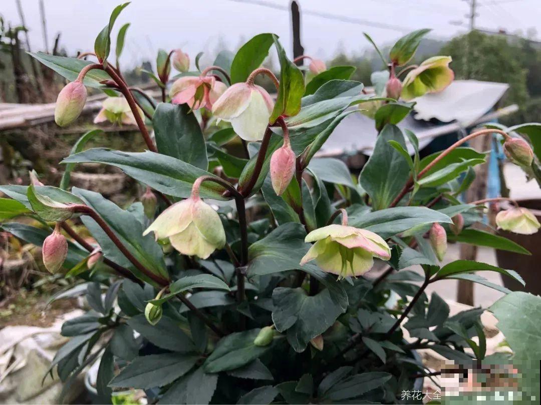 冬天养盆铁筷子,-20℃也能活,大雪天照样呼呼开花! 冬天养盆铁筷子,-20℃也能活,大雪天照样呼呼开花!