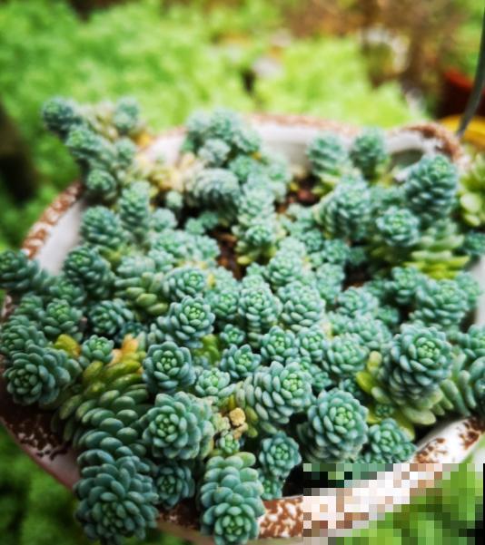 这种多肉就欠晒,越晒越上色,五彩斑斓美爆了! 这种多肉就欠晒,越晒越上色,五彩斑斓美爆了!