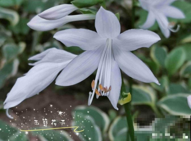 最适合院子种的花,皮实耐寒花期长,好养死不了! 最适合院子种的花,皮实耐寒花期长,好养死不了!