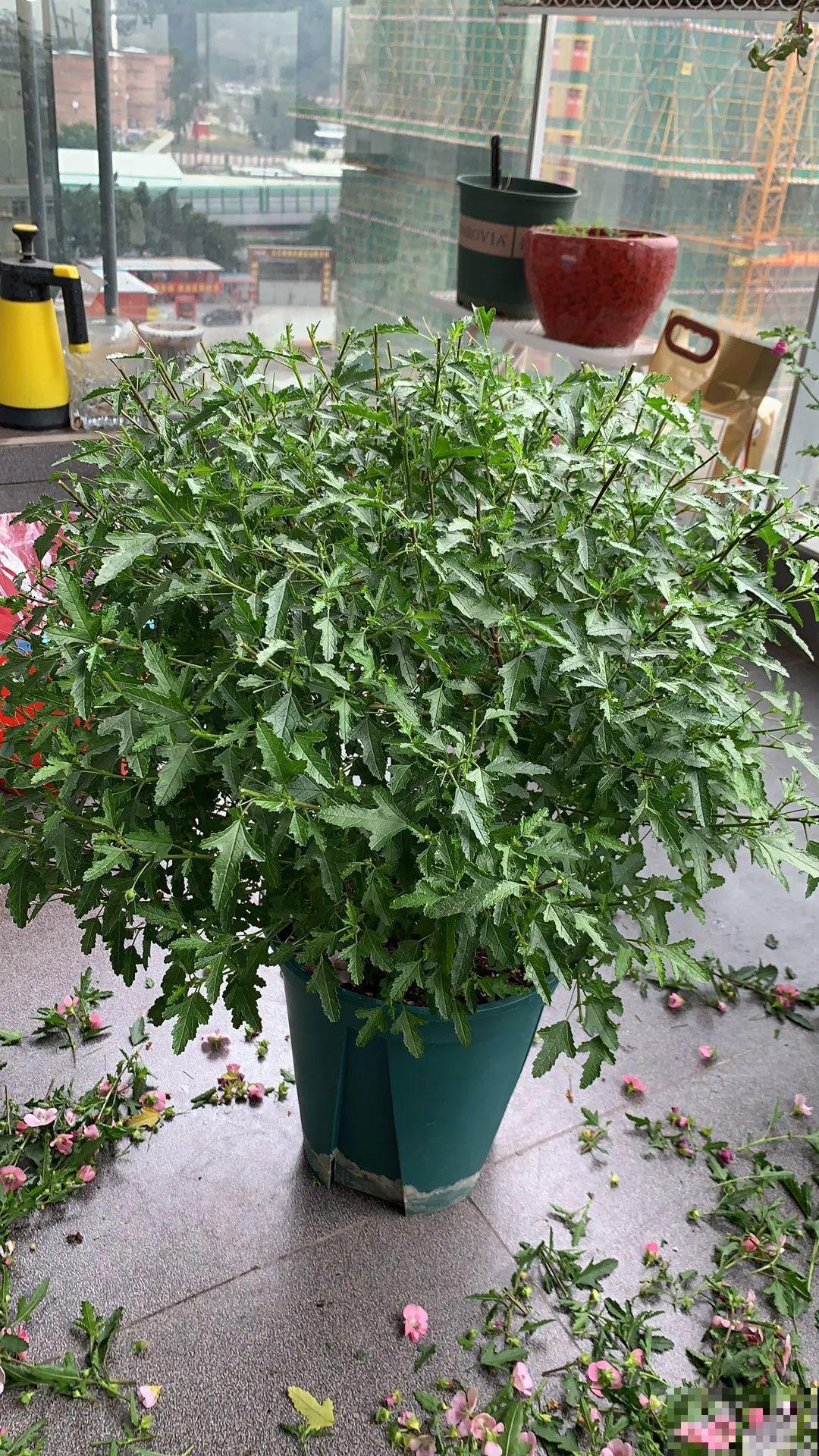 霜降来临，茉莉抓紧剪一波，更抗冻，好过冬！