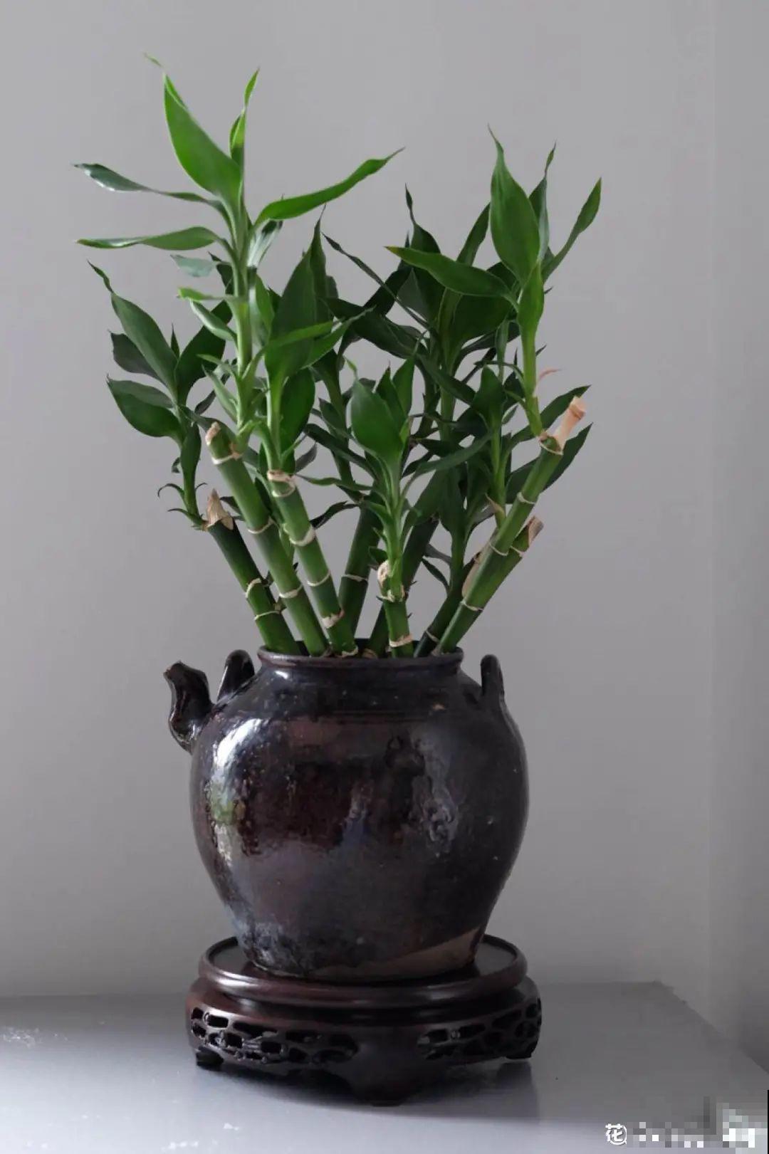 人家拆迁，我捡宝贝，花盆大缸……随便拿！