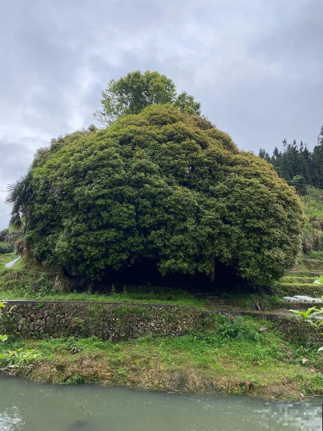 50年的桂花树,卖了5万块钱,大家觉得值吗? 50年的桂花树,卖了5万块钱,大家觉得值吗?