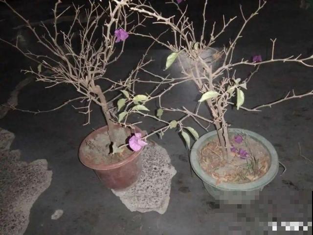 养花人的特点，你中了几条