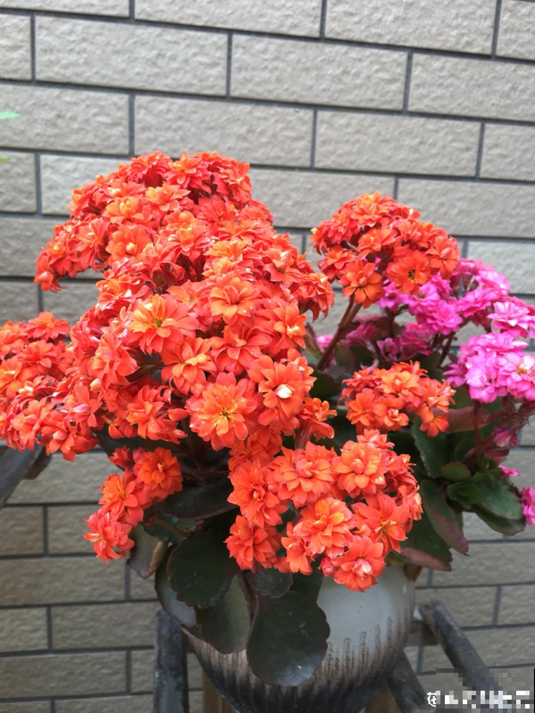 十一赏花图谱，看了啥花都认识，不用问别人！