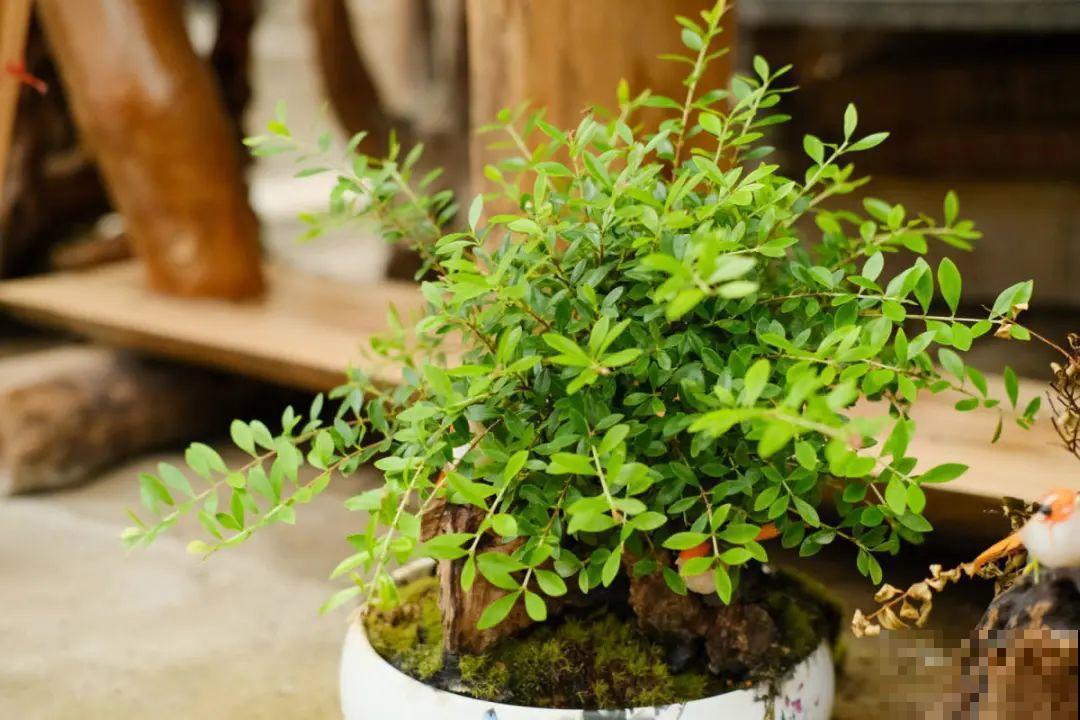 逛花市必买的花，十月入手刚刚好，不买亏大了！