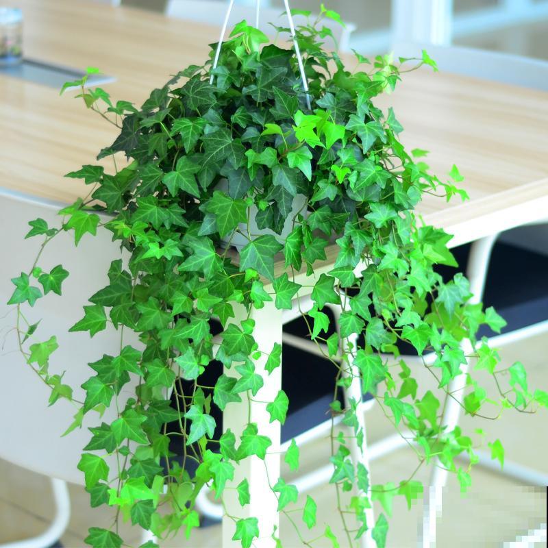 家里养盆常春藤，挂在墙上特漂亮，二手烟废气全吸收！