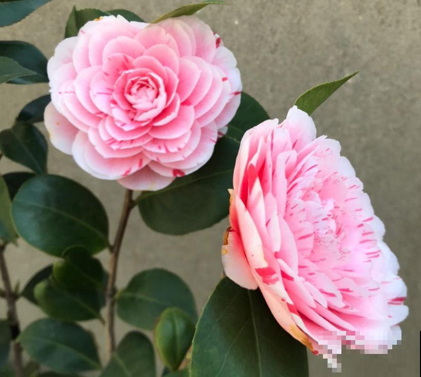 茶花五色赤丹，一花五色，花大如碗！