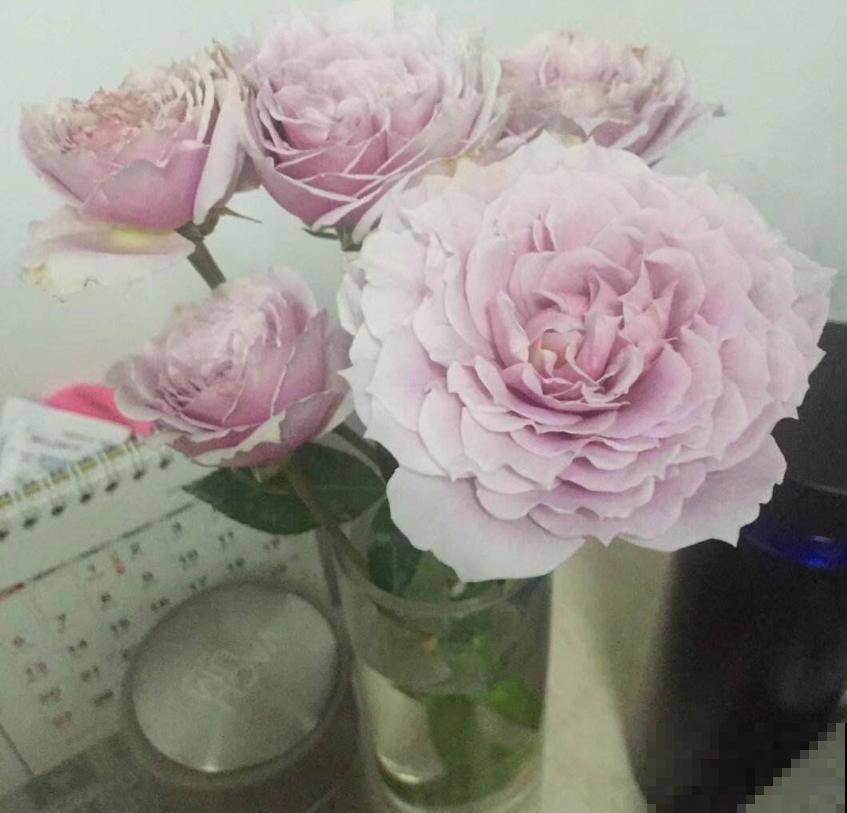 小型月季就选蜻蜓,花美气味香,隔着老远能闻见! 小型月季就选蜻蜓,花美气味香,隔着老远能闻见!