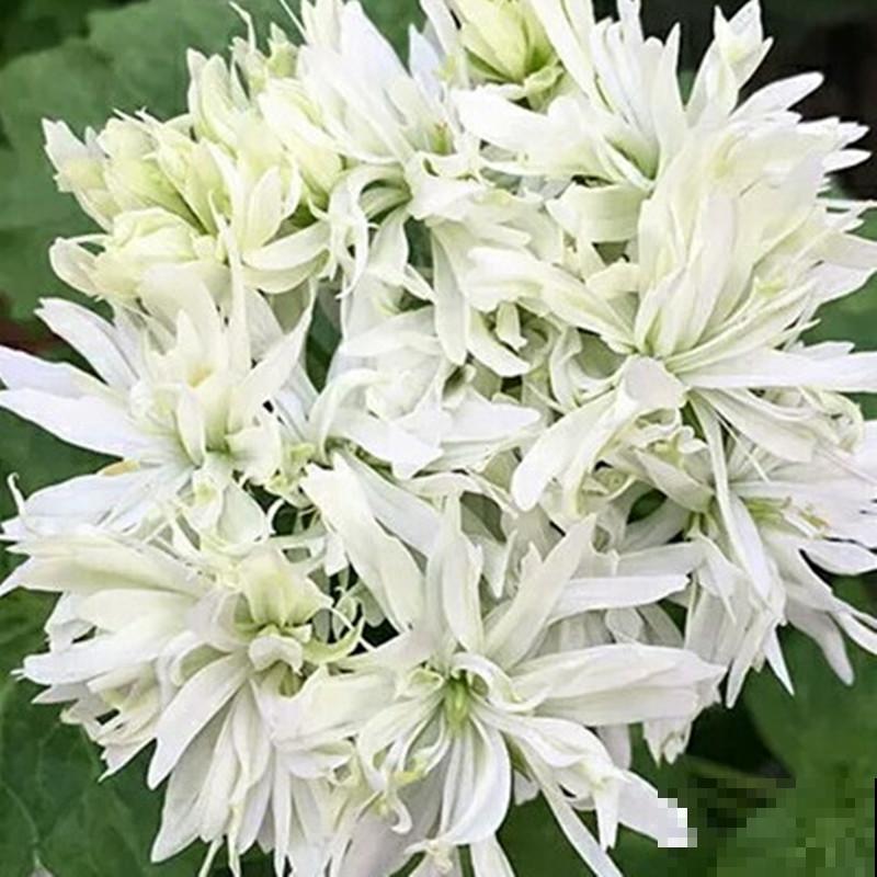 红红火火的“过冬花”，开花超热闹，适合冬天养