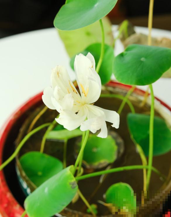 碗莲秋天这么养，来年立叶快，花开不断！