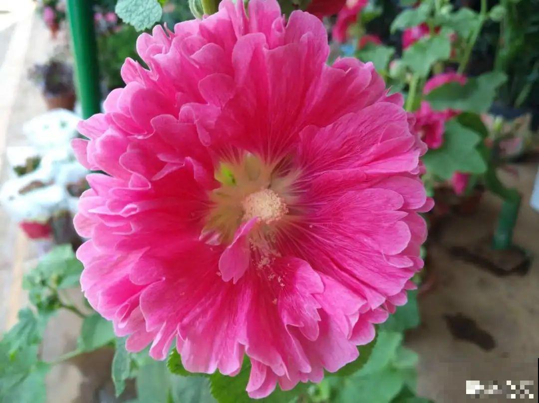 你在哪个城市，最适合养的花就是它！