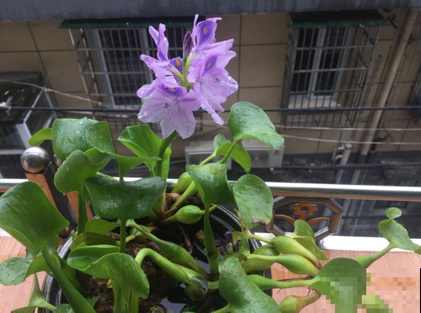 水葫芦成为新宠，只因好看又省心，扔那就疯长！