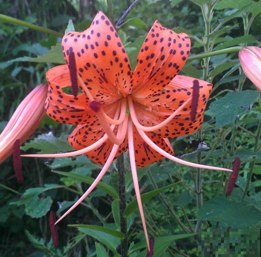 卷丹百合品性好，耐寒又耐热，怎么养都死不了！