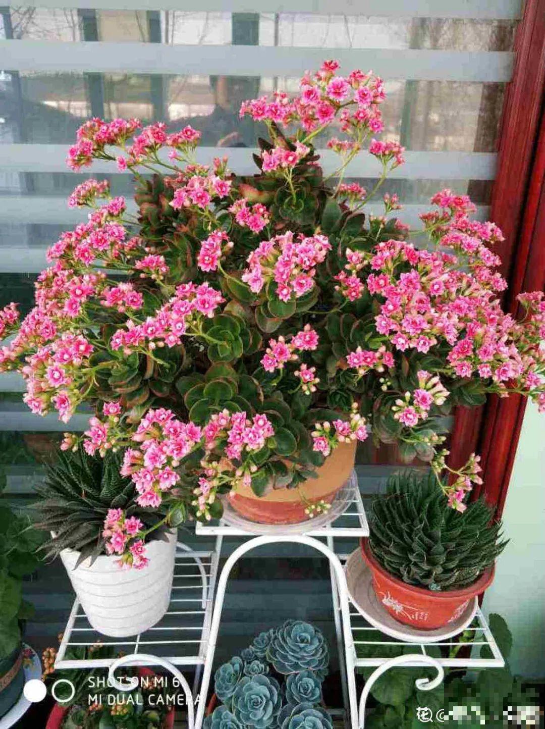 10月养花掐一掐,掐完就来花,盆都塞不下! 10月养花掐一掐,掐完就来花,盆都塞不下!