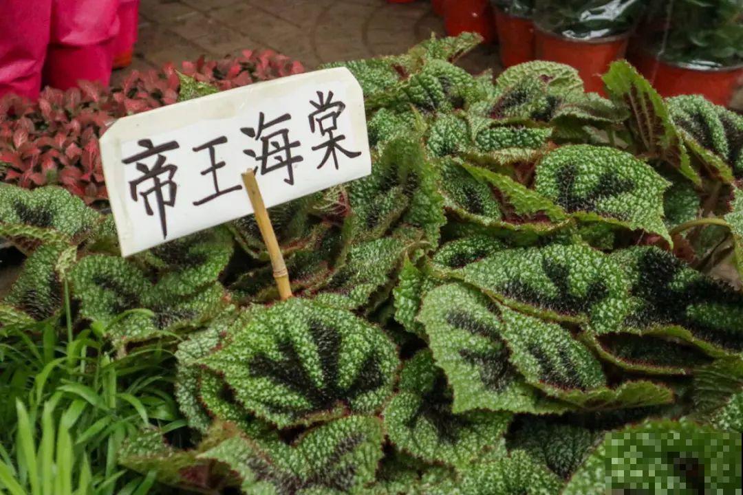 逛花市必买的花，十月入手刚刚好，不买亏大了！