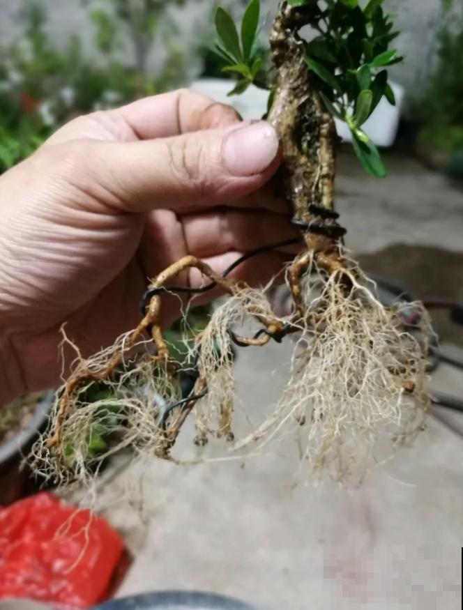 这种花就欠“拽”，没事拽拽根，变成老桩美到爆！